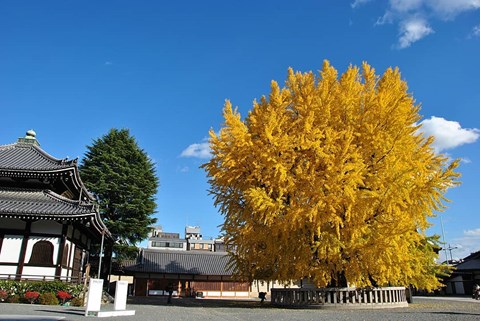 西本願寺銀杏