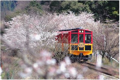 櫻花季嵐山小火車