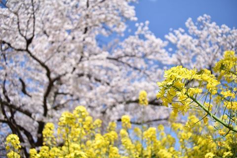 山科疏水櫻花