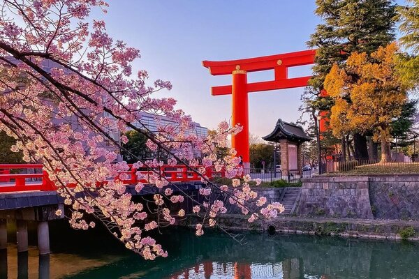 平安神宮櫻花