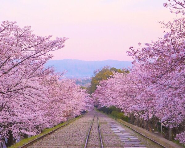 蹴上鐵道櫻花