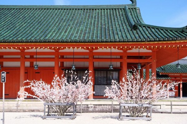 平安神宮櫻花季