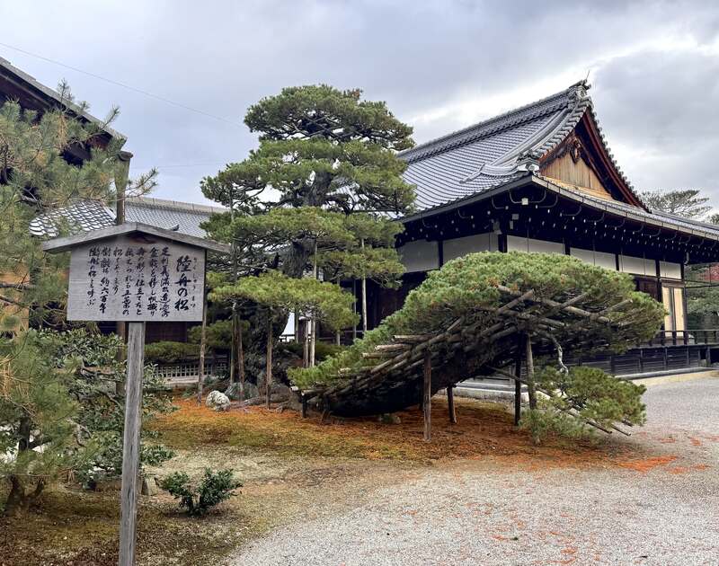 陸舟之松