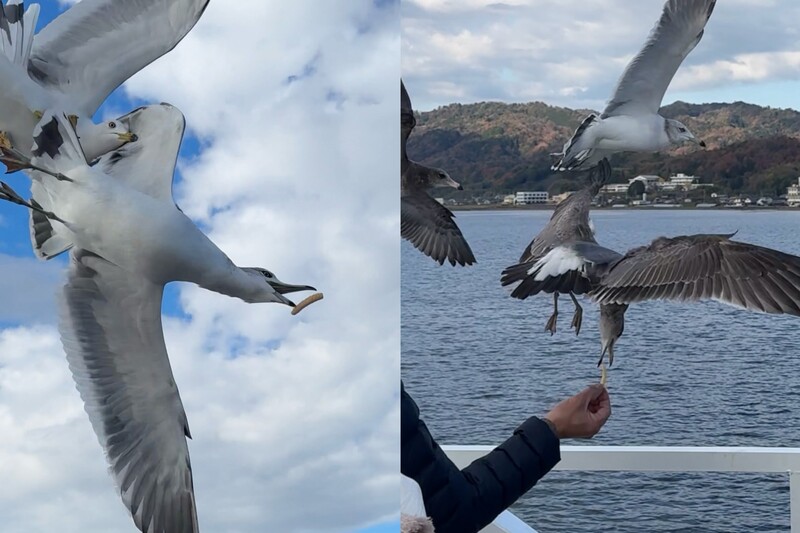 天橋立觀光船海鷗